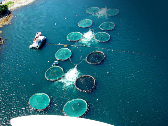 Aerial view of an aquaculture operation using Newterra aerator equipment consisting of twelve contained growing areas where the aerator agitate the water