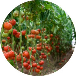vertical farming of tomatoes