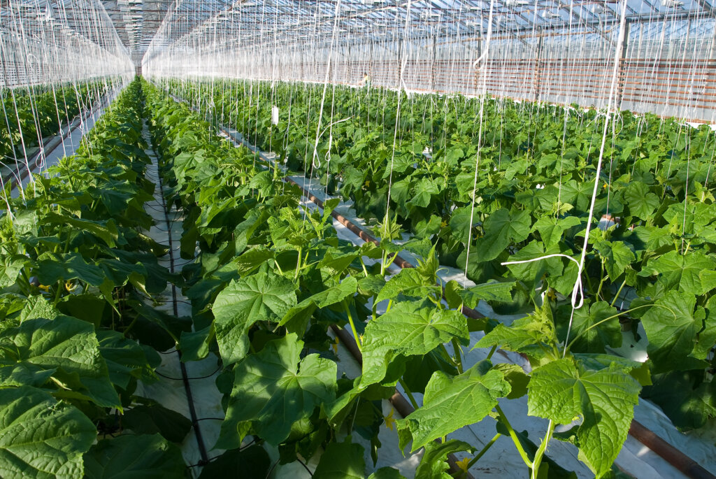 A greenhouse growing a lot of plant supplied by treated water