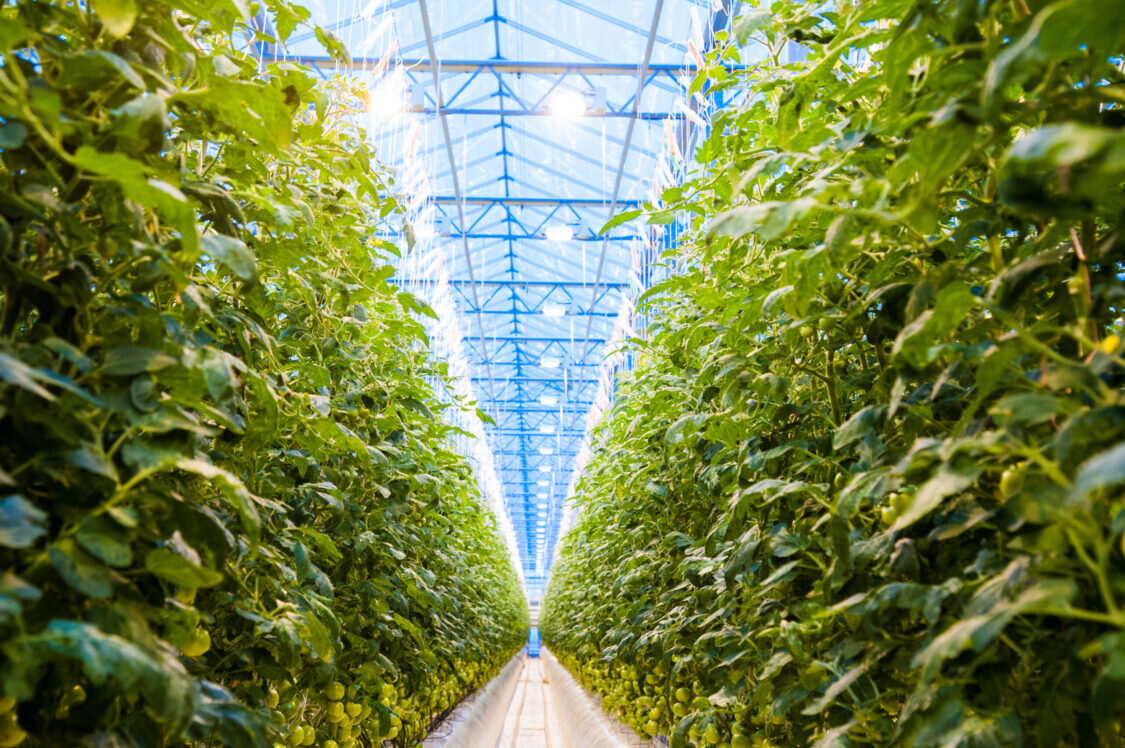 Rows of tomato plants growing inside big industrial greenhouse